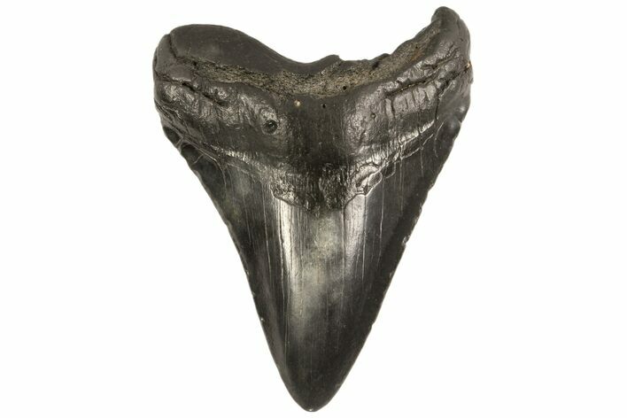 Bargain, Fossil Megalodon Tooth - Georgia #80063